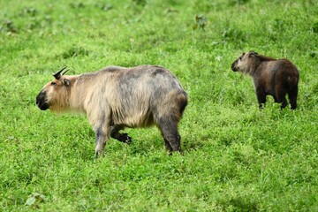 Takin Mother and Calf Grazing in Tangjiahe Nature Reserve