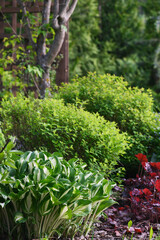 spring garden with fresh leaves of hosta, spiraea japonica and heuchera