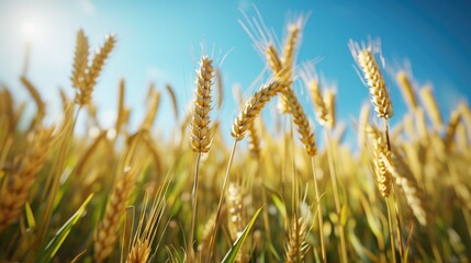 Obraz premium Close up of Golden Wheat Field Ripe Under A Sunny Blue Sky Background