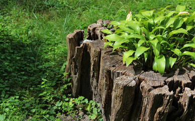 A bush of an ornamental plant has grown through an old stump on green grass
