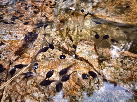tadpoles in pool