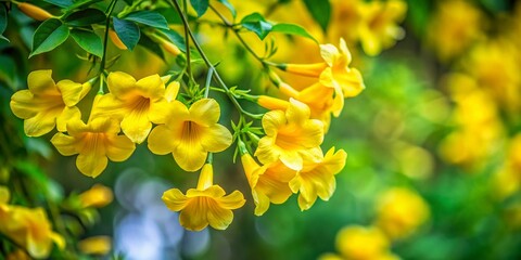 Long Exposure Yellow Flowers, Cat's Claw Vine,  Beautiful Bloom