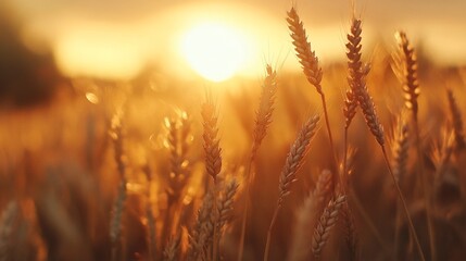 Fototapeta premium Golden wheat field at sunset.