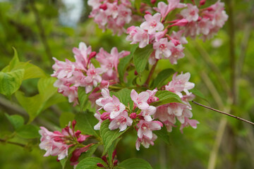 風に揺れるタニウツギ