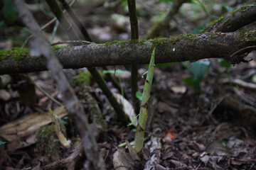 Fototapeta premium 根曲がり竹