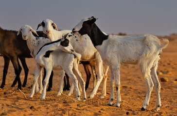 West Africa. Mauritania. A flock of goats graze in the Sahara Desert, in which there is almost no vegetation.