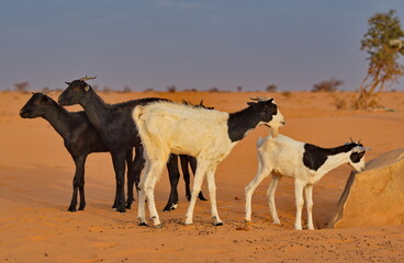 West Africa. Mauritania. A flock of goats graze in the Sahara Desert, in which there is almost no vegetation.