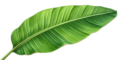 Obraz premium Large Banana Leaf