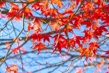 Maple leaves paint the autumn mountainsides red.