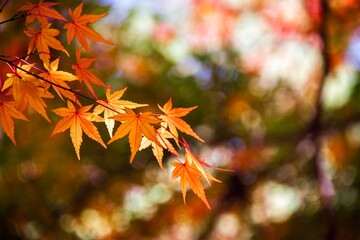Maple leaves paint the autumn mountainsides red.