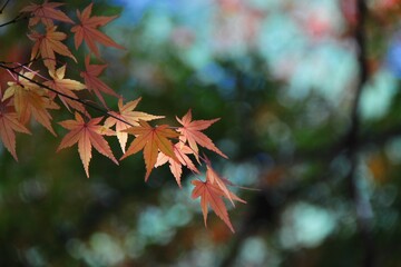 Maple leaves paint the autumn mountainsides red.