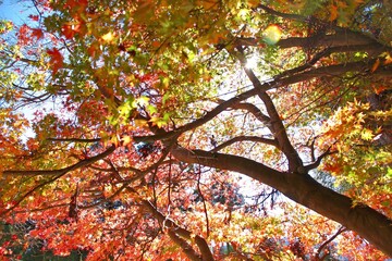 Maple leaves paint the autumn mountainsides red.