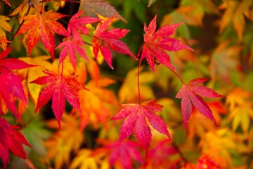 Maple leaves paint the autumn mountainsides red.