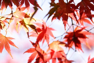 Maple leaves paint the autumn mountainsides red.