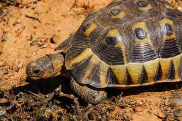 Chersina angulata, the Angulate Tortoise in natural habitat, Western Cape, South Africa