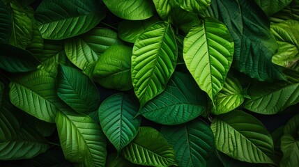 A vibrant arrangement of various green leaves, showcasing their rich textures and shades, This image is perfect for nature-themed projects, gardening, or wellness-related materials,