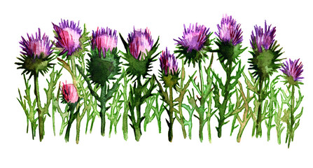watercolor thistle flowers on white background
