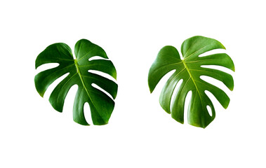 Top veiw, Bright fresh two monstera green leaf isolated on white background for stock photo or...