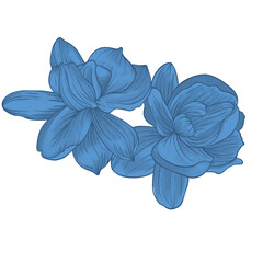 blue flower isolated on white