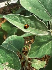 ladybug in nature Spring and summer nature beautiful background.