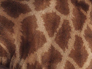 Giraffe skin texture for wildlife nature and environment background.