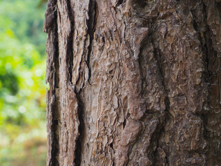 Mountain pine texture in the forest for environmental background