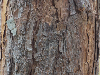 Mountain pine texture in the forest for environmental background