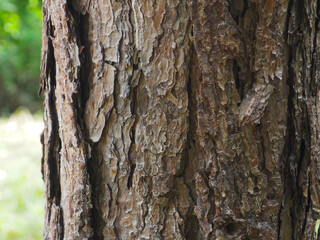 Mountain pine texture in the forest for environmental background