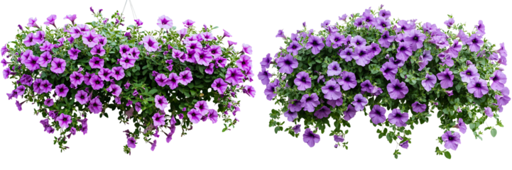 Set of a hanging petunia bush with purple flowers, isolated on a transparent background.