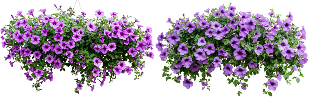 Set of a hanging petunia bush with purple flowers, isolated on a transparent background.