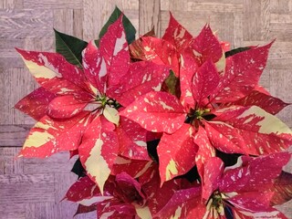 Nochebuena o flor de pascua jaspeada, poinsettia