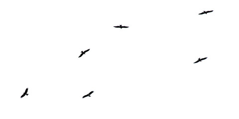 A flock of birds in flight isolated on a white background