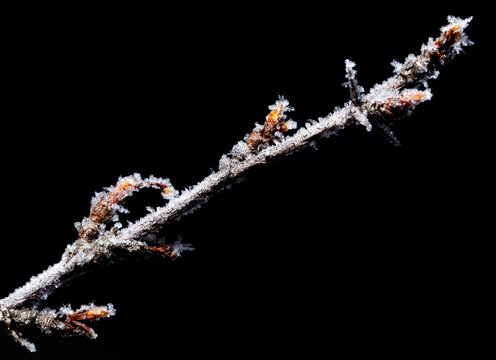 A branch covered in snow and ice - Powered by Adobe