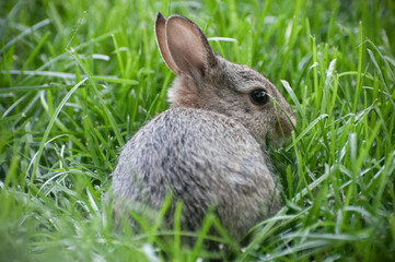 Small rabbit nestled in lush green grass, looking alert