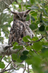 Great horned owl perched among leafy branches, staring intently