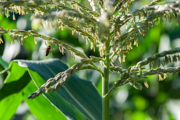 Close-up of corn tassels with a bee collecting pollen under sunl