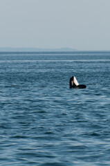 Fototapeta premium An orca spyhopping in open ocean water under a clear sky