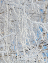 A tree covered in snow, with the branches and leaves frozen