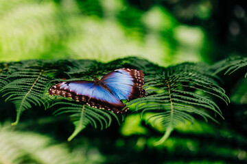 Macro photo of blue morpho butterfly basking on ferns