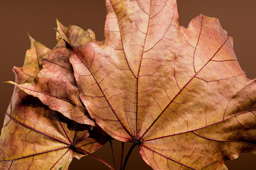 Vibrant Autumn Maple Leaves on a brown background