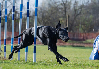 Great Danes. Dog racing in agility.