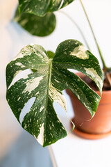 A Thai Constellation Monstera Plant © Cavan