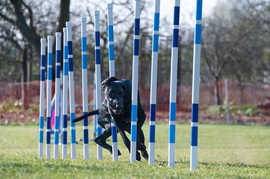 Great Danes. Dog racing in agility.