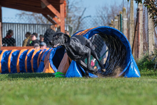 Great Danes. Dog racing in agility.