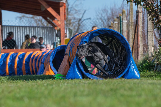 Great Danes. Dog racing in agility.