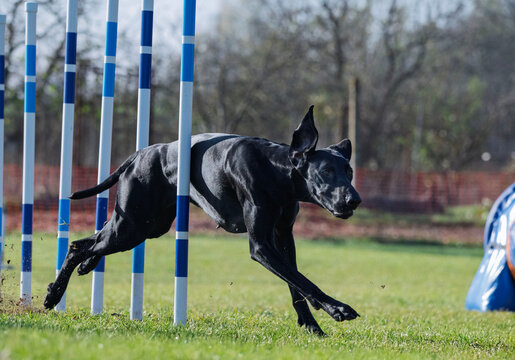 Great Danes. Dog racing in agility.