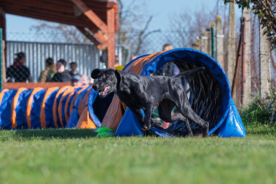 Great Danes. Dog racing in agility.