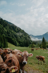 Close-up of Alpine Cattle in Scenic Valley