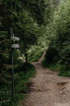Enchanting Forest Trail with Directional Signs