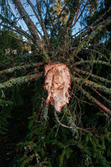 Fallen tree from bomb cyclone